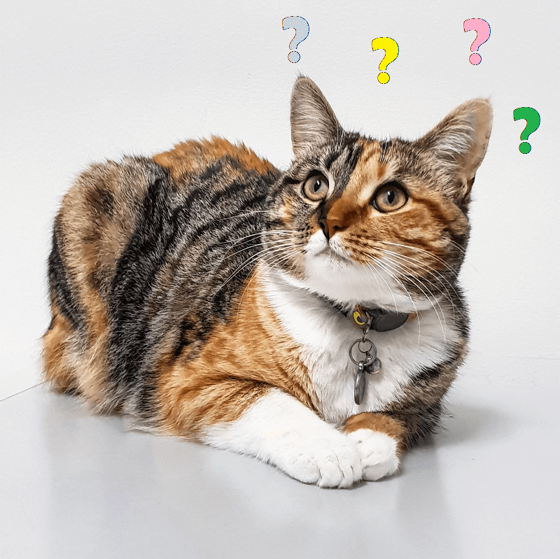 Question Cat