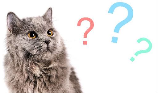 Question Cat